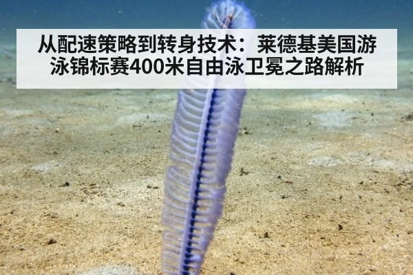 从配速策略到转身技术:莱德基美国游泳锦标赛400米自由泳卫冕之路解析
